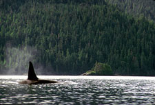 Canada-British Columbia-Johnstone Straight Sea Kayaking